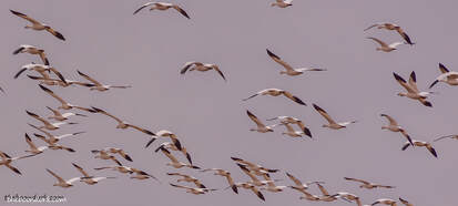 Snow geese Picture