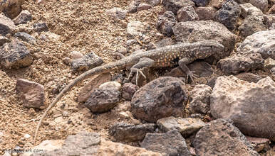 Desert lizard Picture