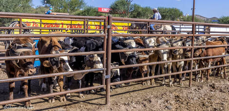 Steers to be roped Picture