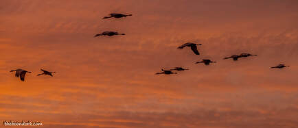Sandhill cranes and the sunset Picture