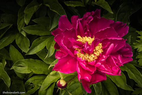 Peonies Picture