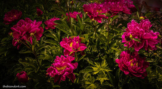 Peony flower Picture