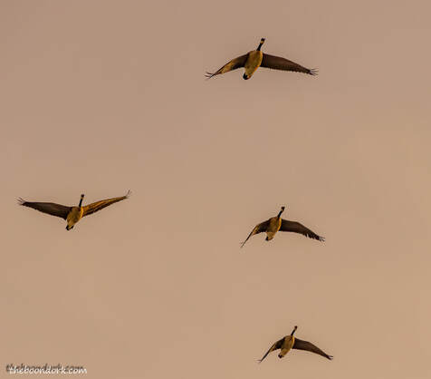 Canadian geese overhead Picture