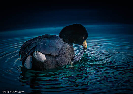 coot Picture
