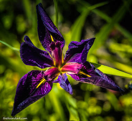 Purple flower Picture