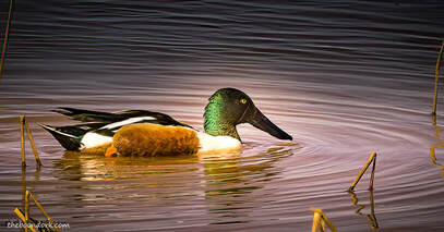 Pintail duck Picture