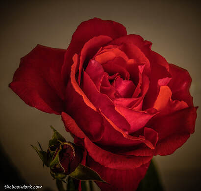 Red rose Picture