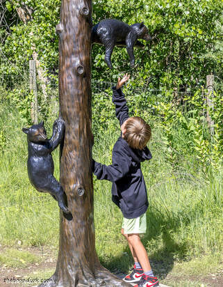 Bear climbing trees Picture