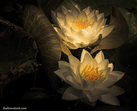 Lotus blossoms Picture