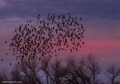 Blackbirds Whitewater draw Arizona Picture