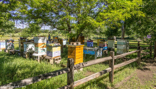 Beehives Picture