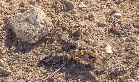 Desert grasshopper Picture