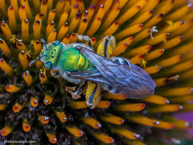 pollinatorPicture