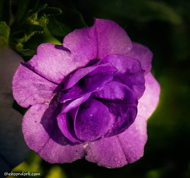 small purple flowerPicture