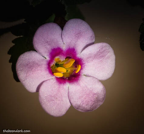 purple flowerPicture