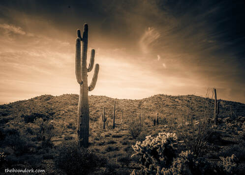 Saguaro cactus in the desert Picture