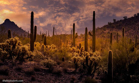 Saguaro's and Cholla cactus Picture