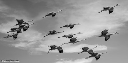 Picture Sandhill cranes