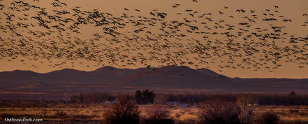 Sandhill cranes returning from feeding Picture