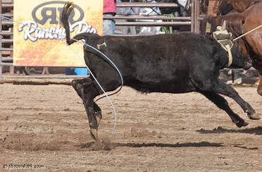 Team roping Wickenburg Picture