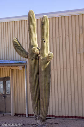 Saguaro cactus Picture