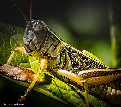 grasshopperPicture