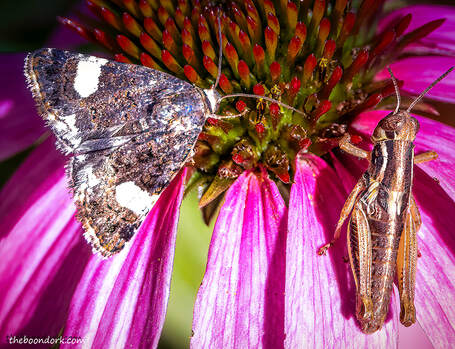 grasshopper and MothPicture