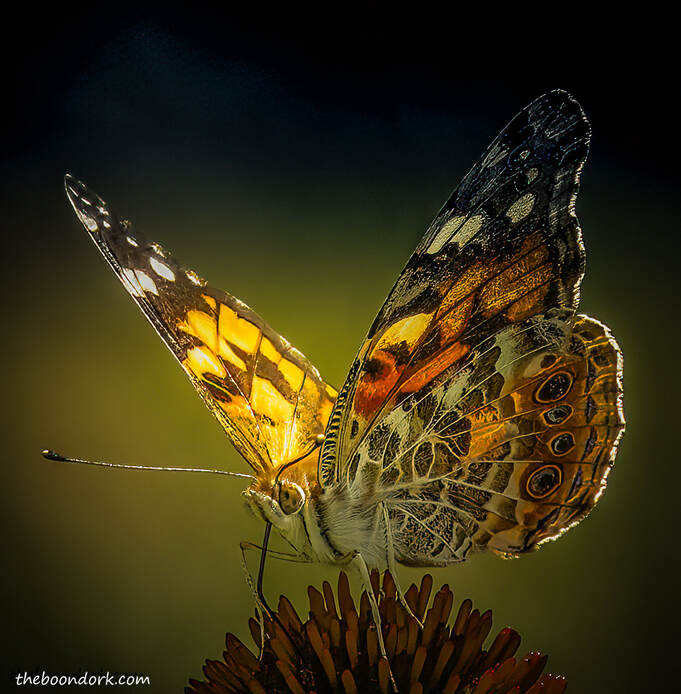 butterflyPicture