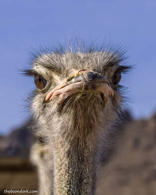 Ostrich Picture