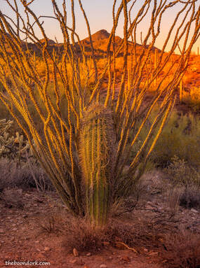 Cactus Wickenburg Arizona Picture