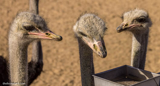 Feeding ostriches Picture