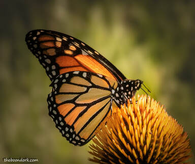 monarch butterflyPicture