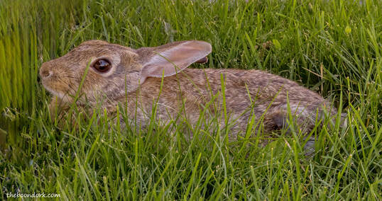 bunny rabbitPicture