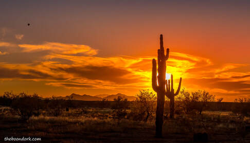 Saguaro cactus Phoenix Arizona Picture
