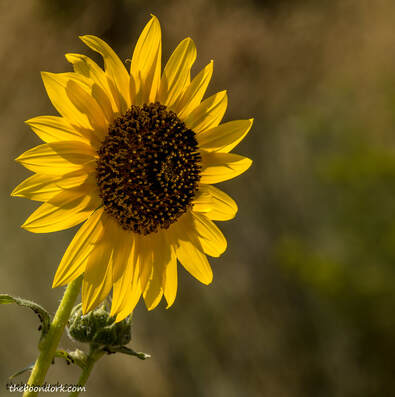 sunflowerPicture