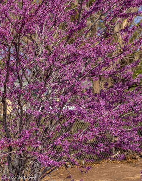 Purple flower bush Picture