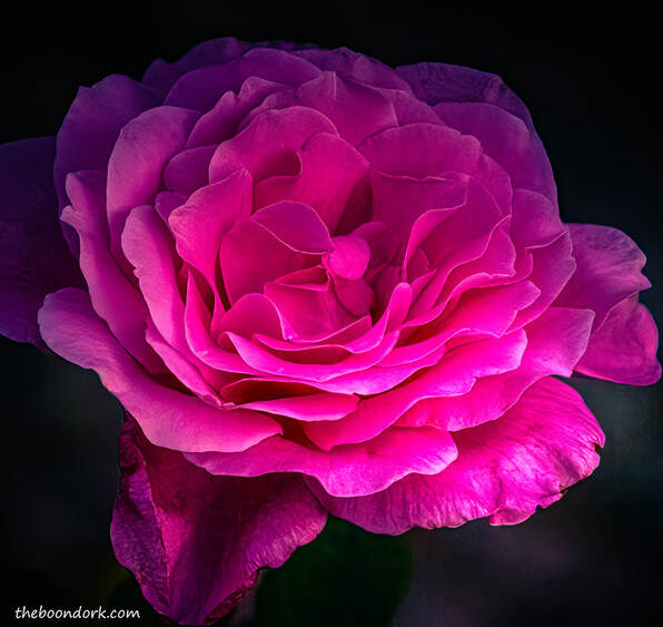pink rosePicture