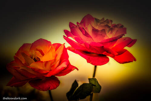 rosesPicture