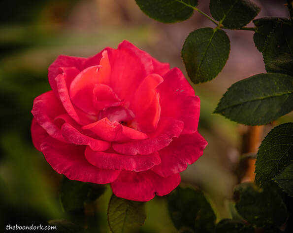 red rosePicture