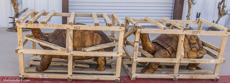 Wooden turtles Picture