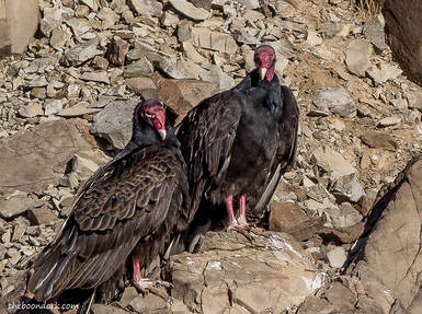 New Mexico buzzards Picture