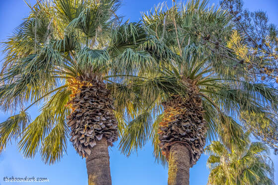 Palm trees Tucson Picture