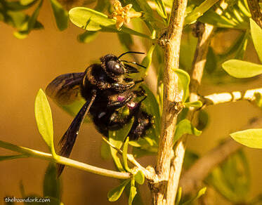 Black bumblebee Picture