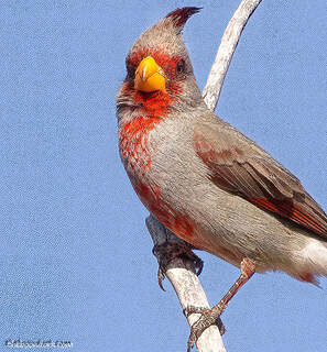 Redbird Picture