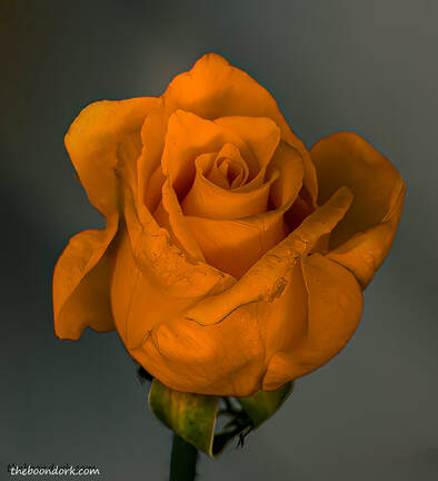 Golden RosePicture