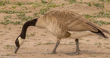 Storrie Lake state Park goose Picture