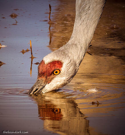 Drinking Crane Picture