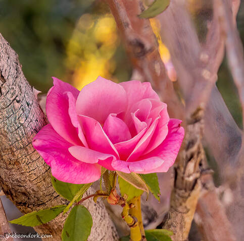 Tucson Arizona rose Picture