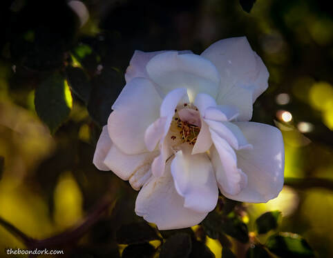 Tucson rose Picture