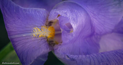 Iris Picture
